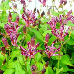 zggMX c A 4 s@A R쑐 ԕc h 251028