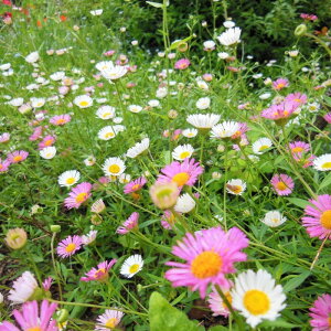 GQ c XpjbVf[W[ 3 e ԕc OhJo[ h N 251111