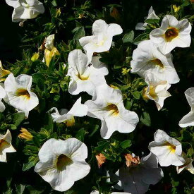 カリブラコア 苗 シャルウィダンス ブライトホワイト 白花 3.5号 　240525