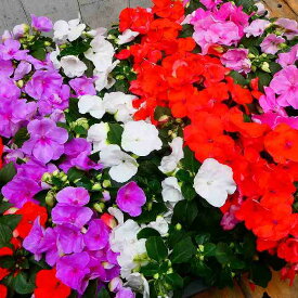 インパチェンス 苗 花色お任せ 1ポット 花苗 日陰向き 夏の花 充実苗 3.5号　250515
