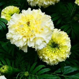 マリーゴールド アフリカン種 ホワイトゴールドマックス 矮性種 3.5号 白 花壇苗 夏花壇に 240514