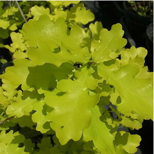 [bpi c RRfBA 6 80cm t 251106