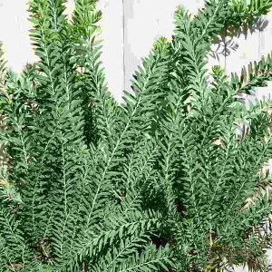 AJVA u[ubV 3.5 c V{c[ Vo[[t ~U 251203