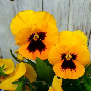 pW[ c 悭炭X~ } 3.5   ~̉ԕc Ԓdc Ԓdc 251021