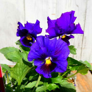 pW[ c 1|bg tpW[ GɂȂX~ }[k   c 3.5 Ԓdc ~̉ԕc 250123