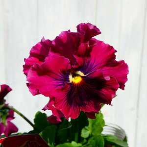 pW[ 1|bg c tpW[ GɂȂX~ B[m c 3.5 CJ[ Ԓdc ~̉ԕc t̉ԕc 250123