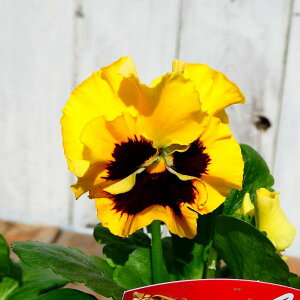 pW[ c tpW[ GɂȂX~ \C F 3.5 Ԓdc ~̉ԕc t̉ԕc 250123