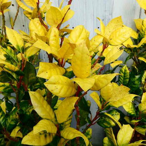 tz[[ c 6 35cm IESz[  231107 251106