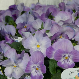 pW[ c 悭炭X~ C` c 3.5   ~̉ԕc Ԓdc Ԓdc 251021