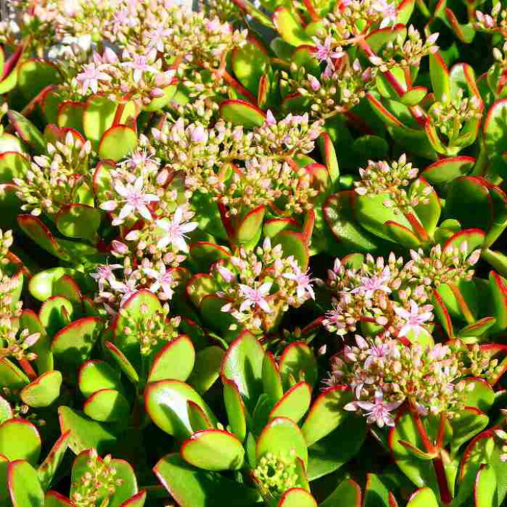 楽天市場】金のなる木 花月 5号鉢 鉢植え 多肉植物 観葉植物 お正月 