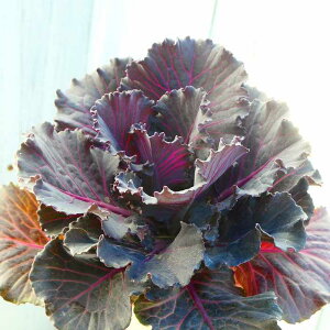 tO c ubN[t 3.5 ߂ t Ԓdc ~̉ 251113