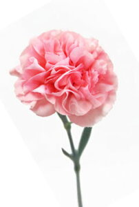 ؂ J[l[VsNn 5{ ؉   ԍ