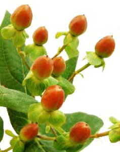 ؂ qyJ GNZgtAȂ)5{ ؉   ԍ