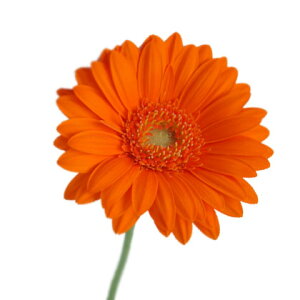 ؂ K[x ~j IWn 5{ ؉   ԍރ~jK[x