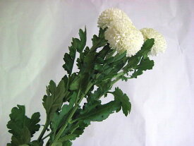 ピンポンマム 白系 5本 ピンポン菊 切花 切り花 生け花 花材