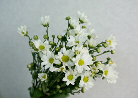 コギク シロ（季節の白小菊）5本 切花 切り花 生け花 花材