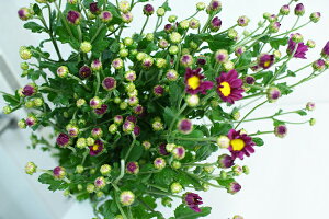 ؂ ẻ e RMN AJ ԁiG߂̐ԏej5{ ؉   ԍ