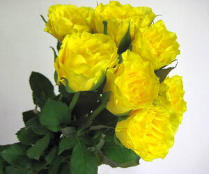 ؂ oCG[ 5{ ؉   ԍ KN ΂