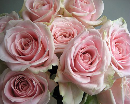 薄いピンクバラ ばらのいい香り. バラピンク スイートアバランチェなど 人気 おすすめ 5本 花材 開店記念セール 生け花 ドライフラワーに最適 切花