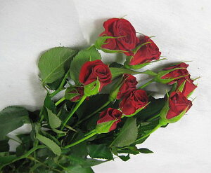 バラ 切花の人気商品 通販 価格比較 価格 Com