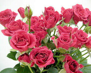 ؂ Xv[~jobhn 5{ ؉   ԍ KN ΂ SP~jo