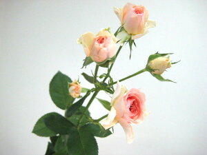 ؂ Xv[~jo IWitF[jȂǁj5{ ؉   ԍ KN ΂ SP~jo