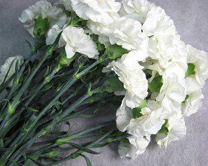 ؂ J[l[V Vn   5{ ؉   ԍ