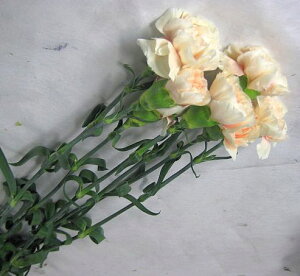 ؂ J[l[V IWn 5{ ؉   ԍ