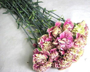 ؂ J[l[V F AbVn 5{ ؉   ԍ AeBOAȂ