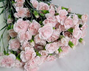 ؂ Xv[J[l[V sN CgsN LPn 5{ ؉   ԍ SPJ[l[V SJ[l