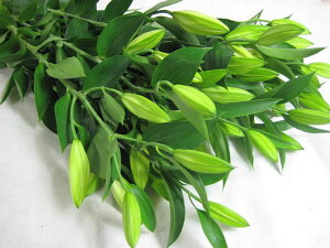 ؂ S   nCubh  (A}[^ WȂ)5{ ؉   ԍ IG^  HB 