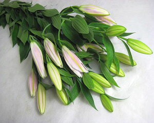 �؂�� �S�� ��� �n�C�u���b�h ���� �s���N (�\���{���k(P�Ȃ�5�{ �؉� ���� ������ �ԍ� �I���G���^������ ��� HB���� ��������