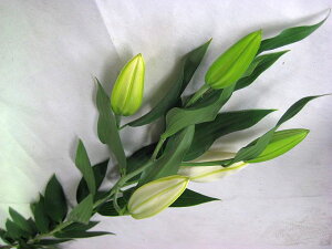 切花 白 生花の人気商品 通販 価格比較 価格 Com