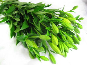 ؂ S XJV CG[n 5{ ؉   ԍ  S