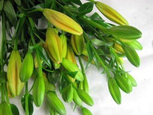 ؂ S XJV IWn 5{ ؉   ԍ  S