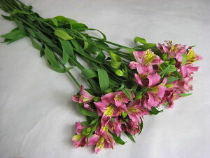 ؂ AXgA sNn 5{ ؉   ԍ