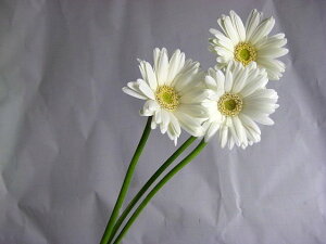 ؂ K[x~j n 5{ ؉   ԍރ~jK[x