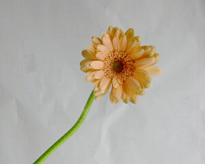 ؂ K[x ~j AvRbgn 5{ ؉   ԍ ~jK[x