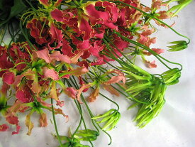 グロリオサ(ミサトレッドなど5本 切花 切り花 生け花 花材 送料無料