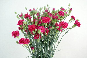 ؂ Xv[J[l[V [YsNn 5{ ؉   ԍ SPJ[l[V SJ[l