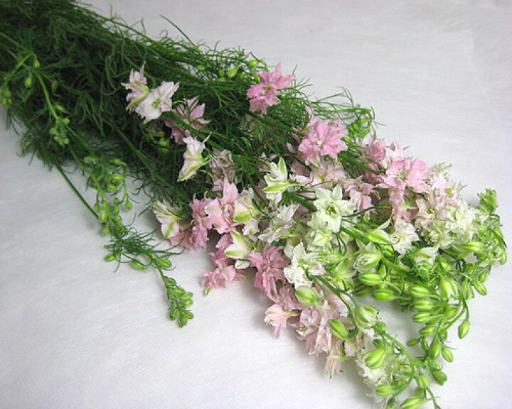 楽天市場 ラークスパー ラークライトピンクなど 5本 切花 生け花 花材 プリティ マーメイド