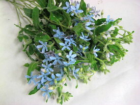 楽天市場 ブルー スター 花束の通販