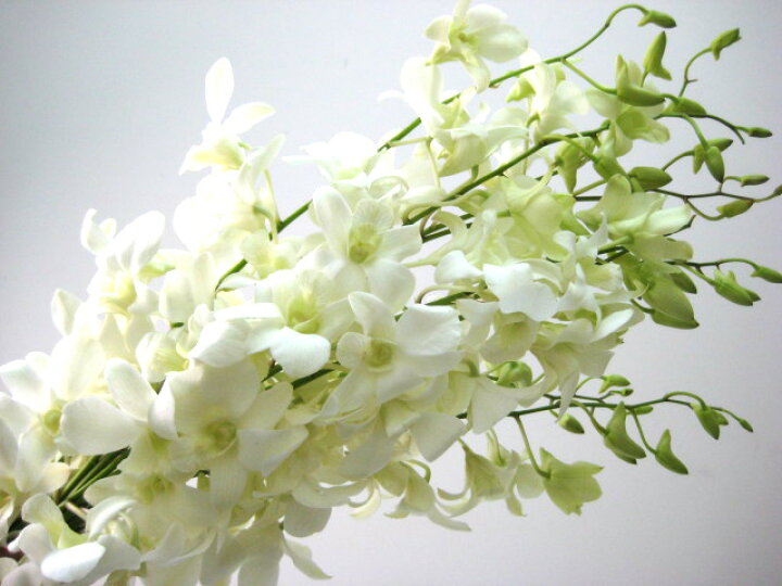 楽天市場 デンファレ白ビッグホワイトなど5本 切花 切り花 生け花 花材 プリティ マーメイド