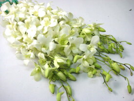 楽天市場 デンファレ 花束 切花 花 観葉植物 花 ガーデン Diyの通販