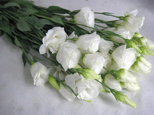 ؂ gRj[ gRG zCgn 5{ ؉   ԍ gRLLE