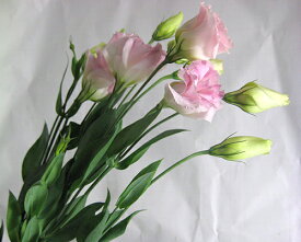 トルコヤエ ピンク系 5本切花 切り花 生け花 花材 トルコ桔梗