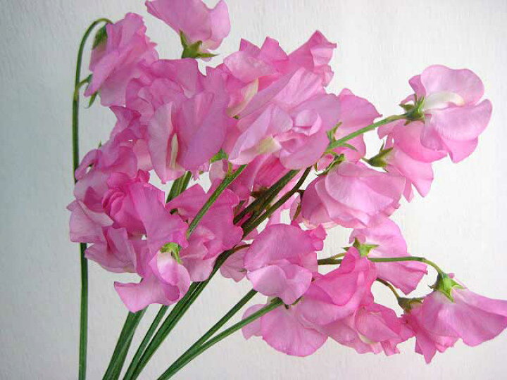 楽天市場 スイートピー ライトピンク 10本 切花 生け花 花材 プリティ マーメイド 楽天市場 スイートピー ライトピンク 10本 切花 生け花 花材 プリティ マーメイド