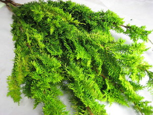 V (qo)5{ ysiz؉   ԍ EMm } } ؂̎} IESqo