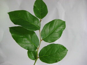 t nm([t 1) ؉   ԍ iitV  H