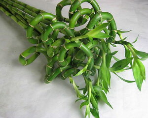 t hZi C(XpCou[Ȃ5{ ؉   ԍ